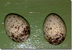 huevos_01