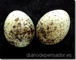 huevos_02